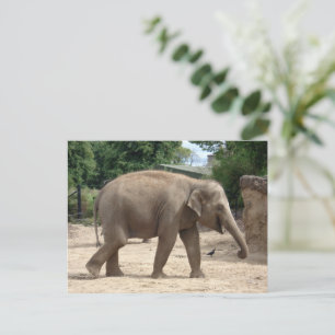 Aziatische olifant loopt op zand Briefkaart