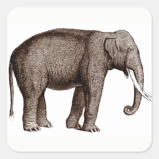 Aziatische olifant Stickers (Voorkant)