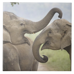 Aziatische olifanten spelen in gevecht tegeltje