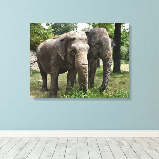 Aziatische olifanten zij aan zij canvas afdruk (Insitu (Houten vloer))