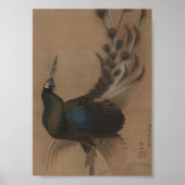 Aziatische Peacock Art Print (Voorkant)