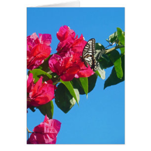 Aziatische stekelstaart