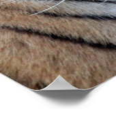 Aziatische tijger poster (Hoek)