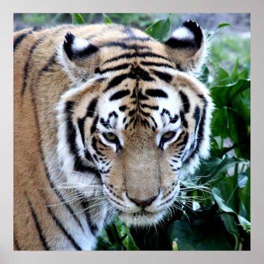 Aziatische tijger poster (Voorkant)