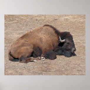 Aziatische waterbuffel poster