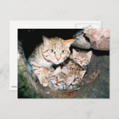 Aziatische wilde briefkaart (Voorkant / Achterkant)