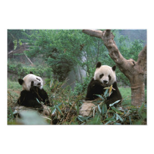 Azië, China, Chengdu. Reuzenpandaopvang Foto Afdruk