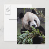 Azië, China Chongqing. Reuzenpanda Briefkaart (Voorkant / Achterkant)