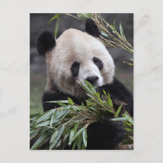 Azië, China Chongqing. Reuzenpanda Briefkaart (Voorkant)