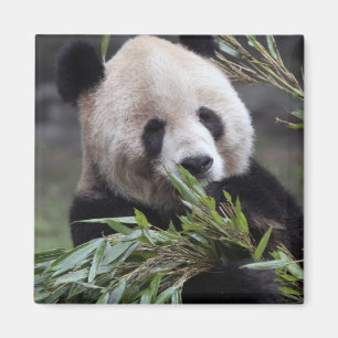 Azië, China Chongqing. Reuzenpanda Magneet