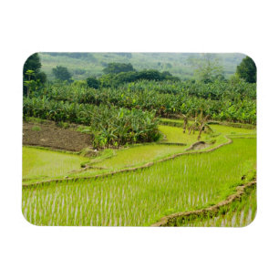 Azië, China, de provincie Yunnan, Honghe. Banana Magneet