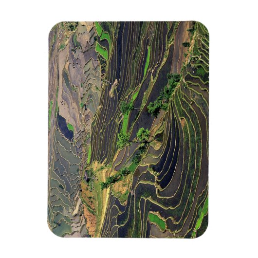 Azië, China, Yunnan, Honghe. Rijstterrassen nabij Magneet (Verticaal)