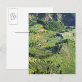 Azië, China, Yunnan, Yuanyang. Groen patroon Briefkaart (Voorkant / Achterkant)