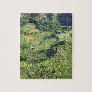 Azië, China, Yunnan, Yuanyang. Groen patroon Legpuzzel