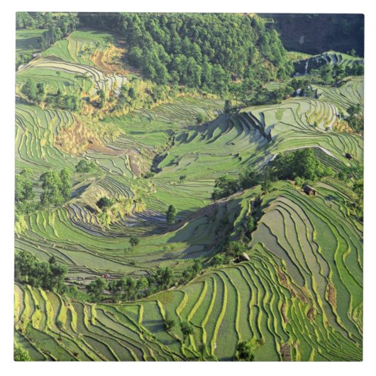 Azië, China, Yunnan, Yuanyang. Groen patroon Tegeltje (Voorkant)