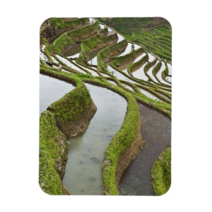 Azië, China, Yunnan, Yuanyang. Ondergelopen rijst Magneet