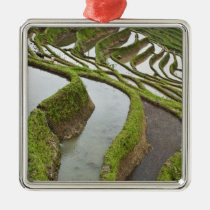 Azië, China, Yunnan, Yuanyang. Ondergelopen rijst Metalen Ornament