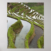 Azië, China, Yunnan, Yuanyang. Ondergelopen rijst