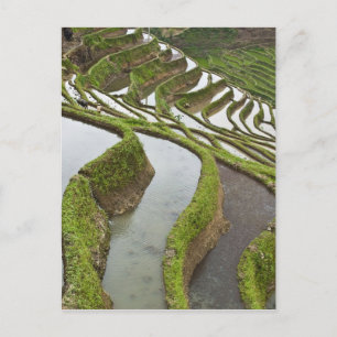 Azië, China, Yunnan, Yuanyang. Overstromde rijst Briefkaart