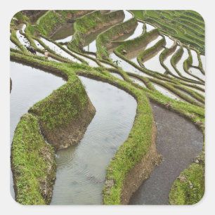 Azië, China, Yunnan, Yuanyang. Overstromde rijst Vierkante Sticker
