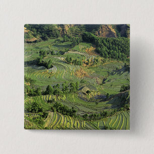 Azië, China, Yunnan, Yuanyang. Patroon van groen 2 Vierkante Button 5,1 Cm