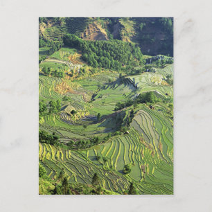 Azië, China, Yunnan, Yuanyang. Patroon van groen Briefkaart