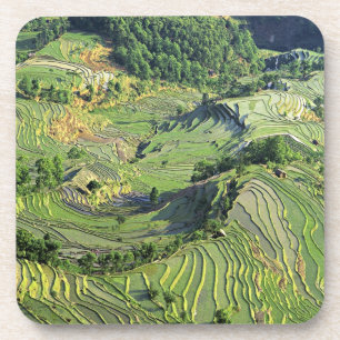 Azië, China, Yunnan, Yuanyang. Patroon van groen Drankjes Onderzetter