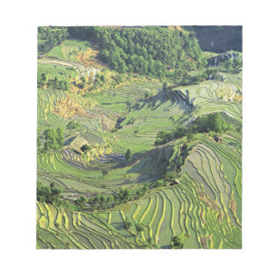 Azië, China, Yunnan, Yuanyang. Patroon van groen Notitieblok