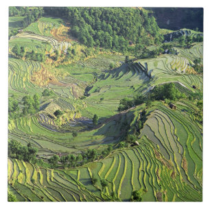 Azië, China, Yunnan, Yuanyang. Patroon van groen Tegeltje