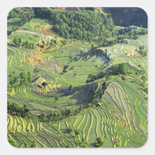 Azië, China, Yunnan, Yuanyang. Patroon van groen Vierkante Sticker