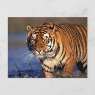 AZIË, India, Bengaalse tijger Panthera tigris) Briefkaart