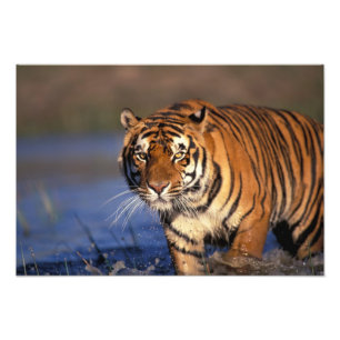 AZIË, India, Bengaalse tijger Panthera tigris) Foto Afdruk