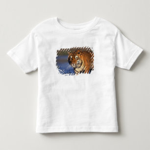 AZIË, India, Bengaalse Tijger Panthera tigris) Kinder Shirts