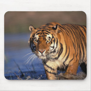 AZIË, India, Bengaalse tijger Panthera tigris) Muismat