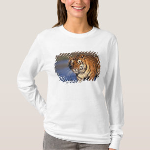 AZIË, India, Bengaalse tijger Panthera tigris) T-shirt
