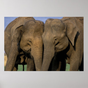 Azië, India, Nargahole National Park. Indisch Poster