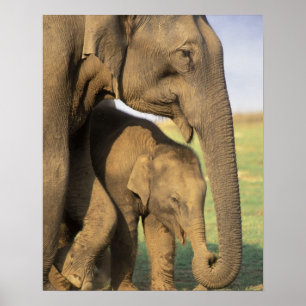 Azië, India, Nargahole National Park. Indische Poster