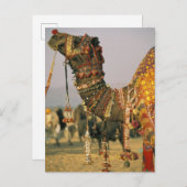 Azië, India, Pushkar. Camel Shamu , Pushkar Briefkaart (Voorkant / Achterkant)