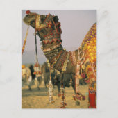 Azië, India, Pushkar. Camel Shamu , Pushkar Briefkaart (Voorkant)