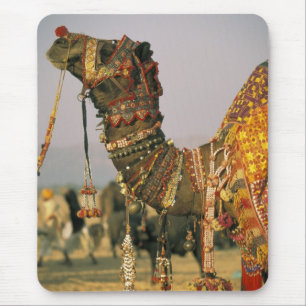 Azië, India, Pushkar. Kameel Shamu, Pushkar Muismat