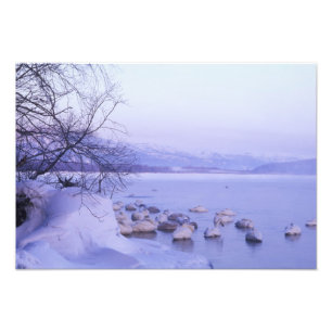 Azië, Japan, Hokkaido, Akan NP, Whopper Zwanen Foto Afdruk