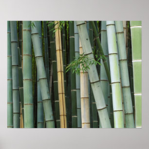 Azië, Japan, Kyoto, Arashiyama, Sagano, Bamboe Poster