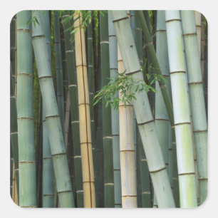 Azië, Japan, Kyoto, Arashiyama, Sagano, Bamboo Vierkante Sticker