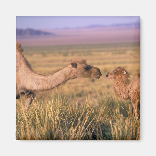 Azië, Mongolië, Gobi-woestijn, Grote Gobi Magneet (Voorkant)