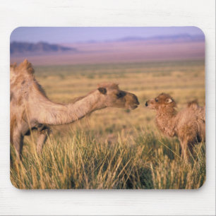 Azië, Mongolië, Gobiwoestijn, Grote Gobi Muismat