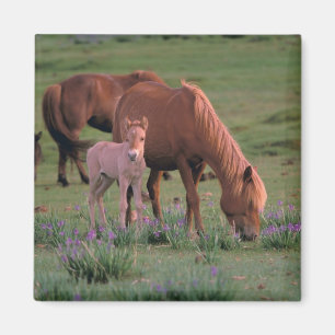 Azië, Mongolië, Gobiwoestijn. Wilde paarden Magneet