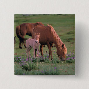 Azië, Mongolië, Gobiwoestijn. Wilde paarden Vierkante Button 5,1 Cm