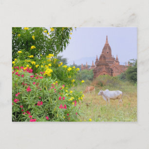 Azië, Myanmar (Birma), Bagan (Pagan). Koeien Briefkaart