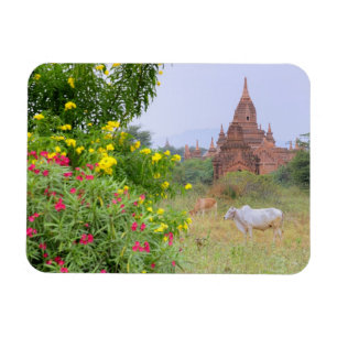 Azië, Myanmar (Birma), Bagan (Pagan). Koeien Magneet