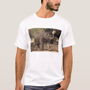 Azië, Thailand, Lampang Buigen met hoed - Thais T-shirt